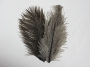 Ostrich Plumes-Small Grey Small