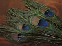 Peacock Eyed Sticks