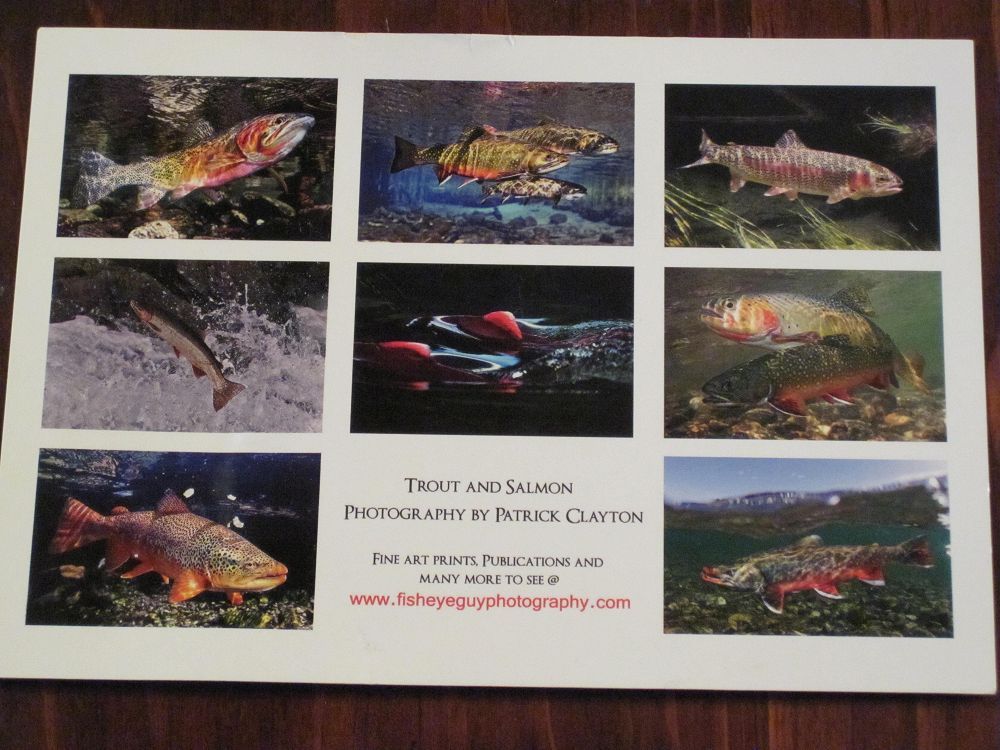 Trout and Salmon Card 8 Pack