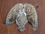 Hungarian Partridge Wing & Tail Natural