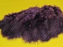 Guinea Hen Purple