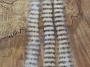Barred Bunny Strips