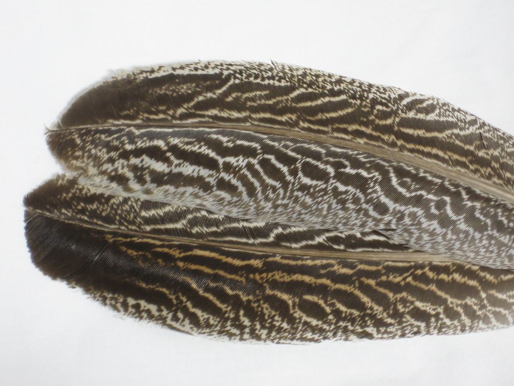 Mottled Oak Turkey Feathers in Natural Feathers