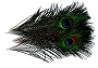 Peacock eyes Natural