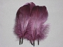 Goose Biot Feathers