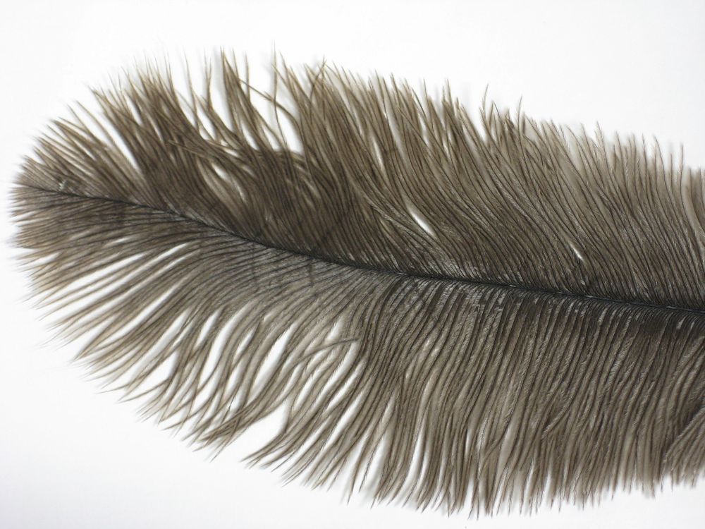 Ostrich Plumes in Natural Feathers