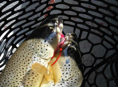 https://www.beartoothflyfishing.com/flyfishingreports/images/DSCF0681_000.JPG