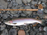 steelhead-and-cdc-baby