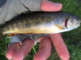 Brook Trout SM